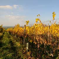 Výsadba vinic 13 ha