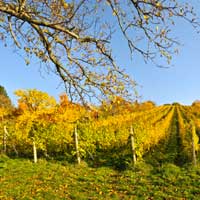 Výsadba dalších vinic 17 ha